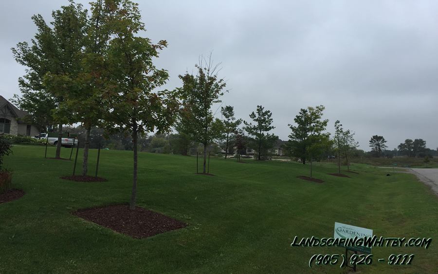 tree care